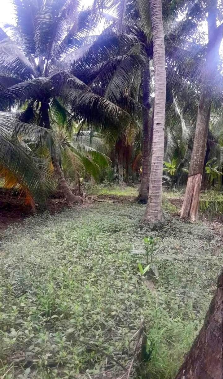 Đất vườn Bến Tre 1622m² giá 500 triệu - Cơ hội đầu tư hấp dẫn!