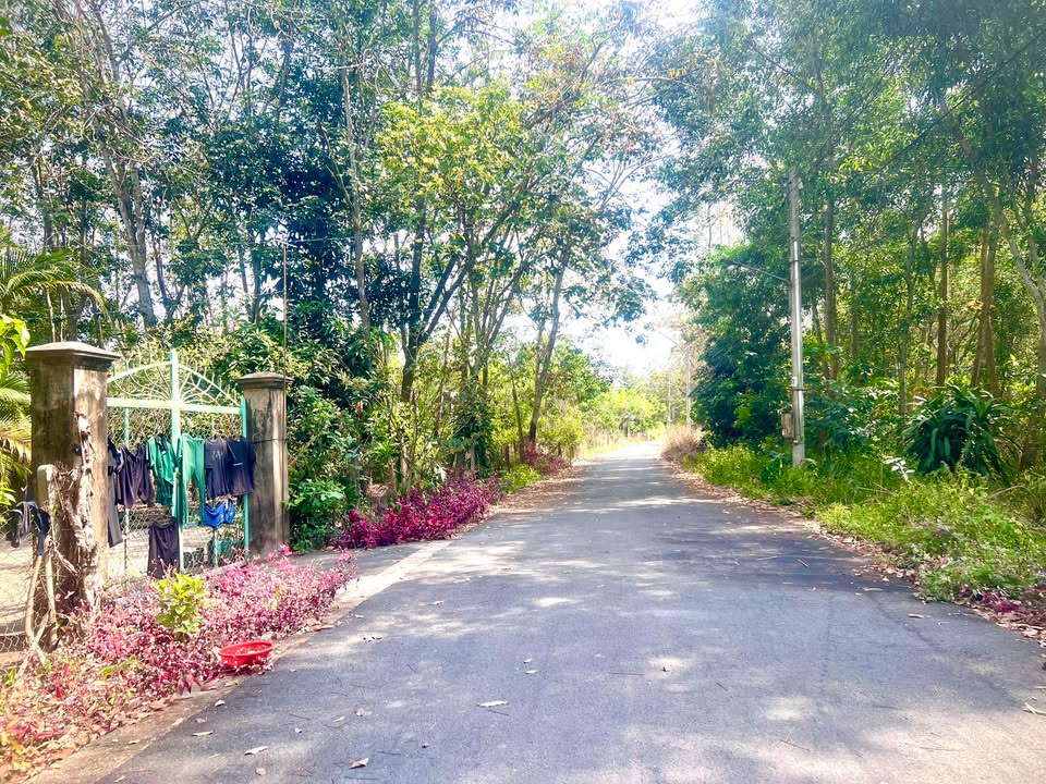 Đất nền thổ cư 155m² tại Minh Thạnh, Bình Dương - Cơ hội đầu tư lý tưởng!