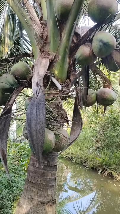 Nhà mặt tiền bờ đê ấp 5A, xã An Trường 5247m² giá 2.2 tỷ - Nhà mới xây 2 tháng