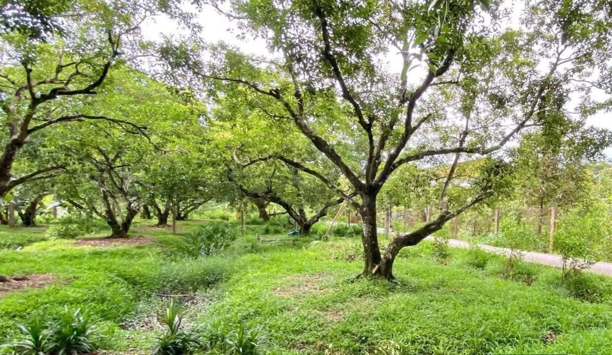 Đất nền 543m² tại xã Phú Phong, Châu Thành, Tiền Giang - Giá chỉ 490 triệu