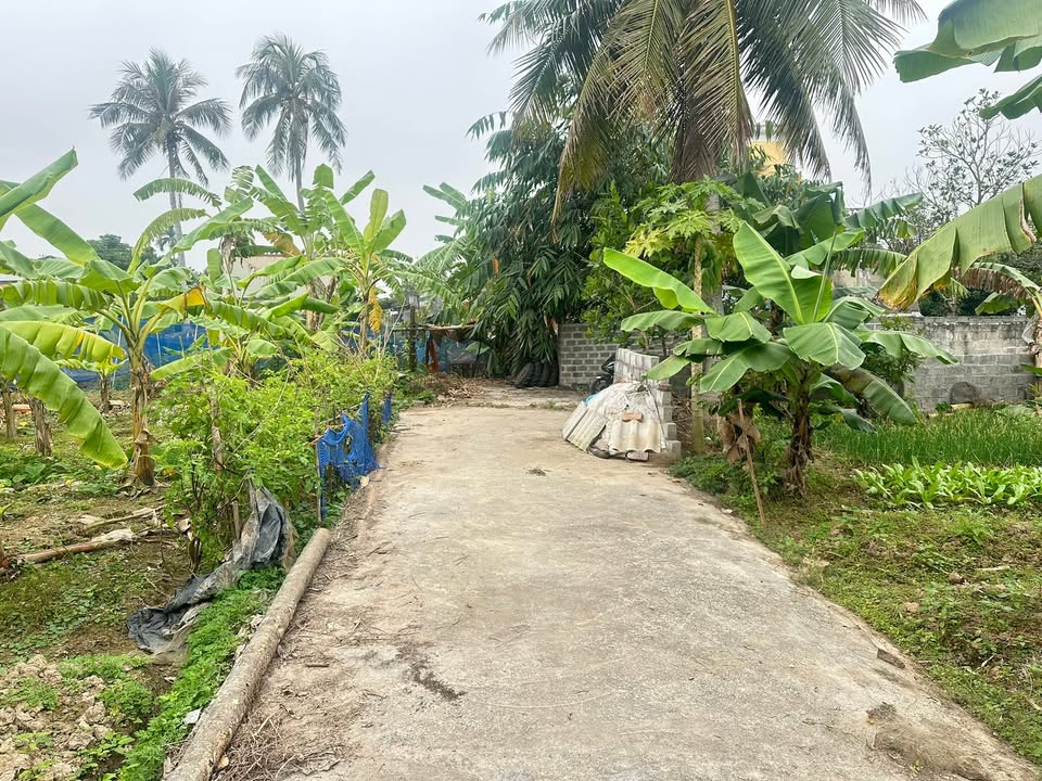 Đất thổ cư 120m² thôn Cự Lộc, Minh Đức, Tứ Kỳ - Chỉ từ 500 triệu!