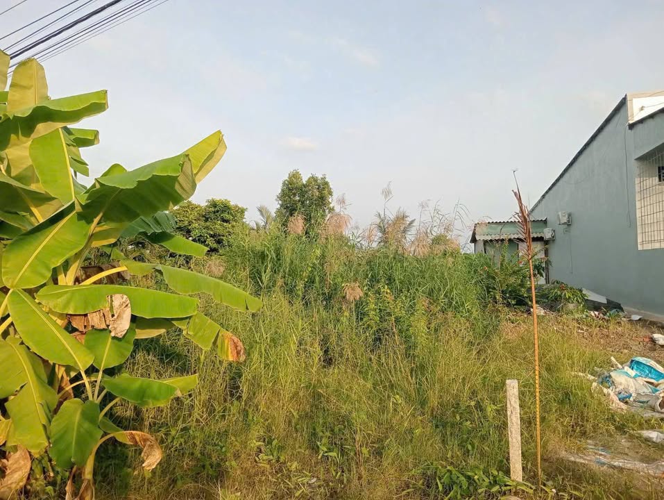 Đất thổ cư 550m² tại Hòa Thành, Cà Mau - Giá chỉ 590 triệu!