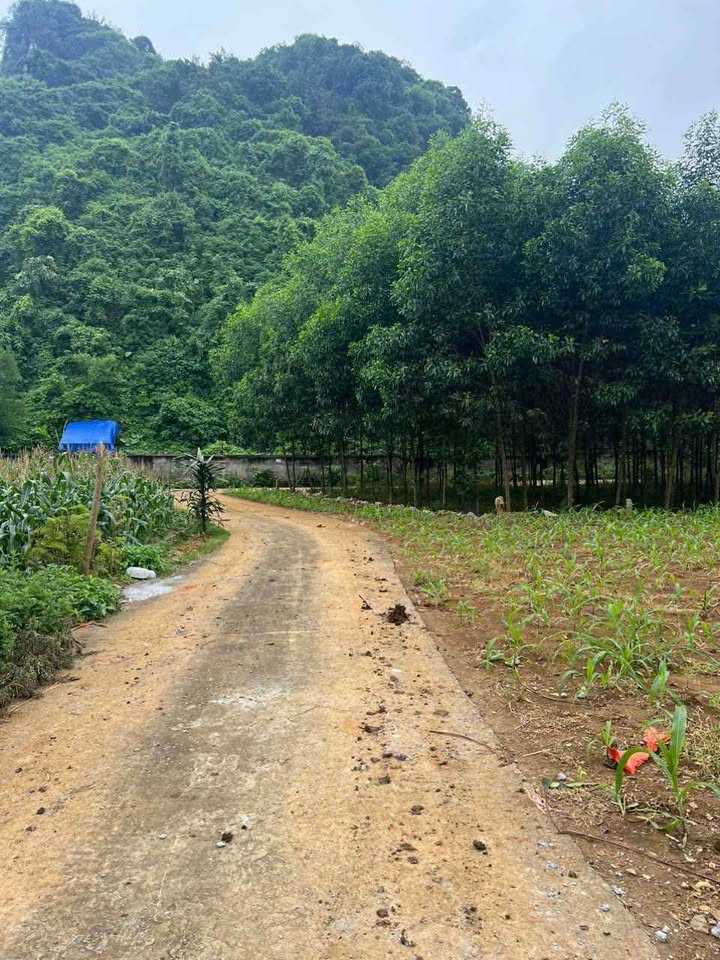 Đất thổ cư Tổ 11, An Tường 160m² giá 1.x tỷ - Ô tô đỗ cửa, thuận tiện giao thông