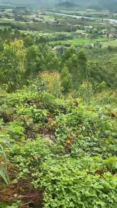 Farm 70.000m² tại Tây Thuận, Tây Sơn - Giá chỉ 100 triệu/hec, đầu tư sinh lời!