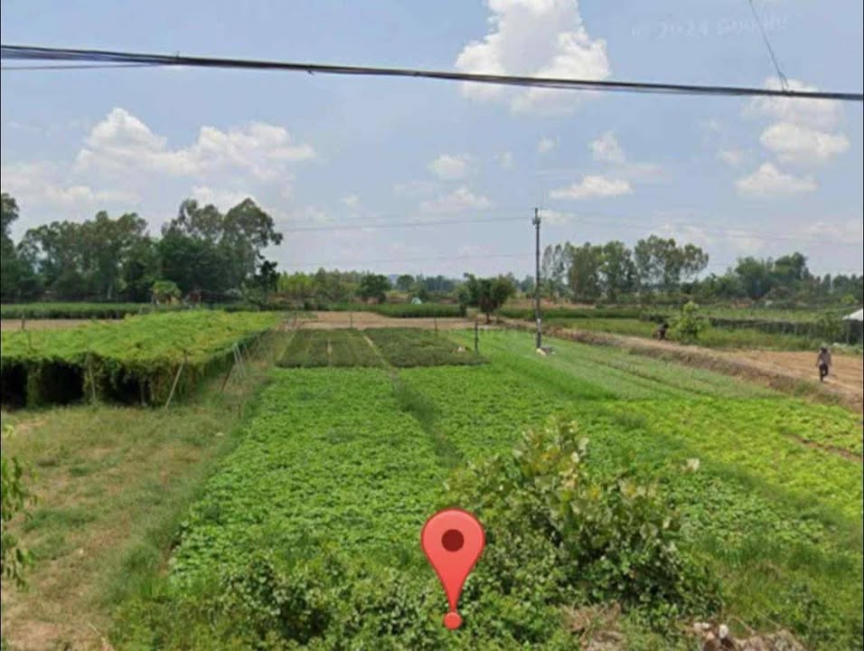 Đất trồng cây hằng năm 1000m² tại Thị trấn Phú Phong - Giá chỉ 400 triệu!