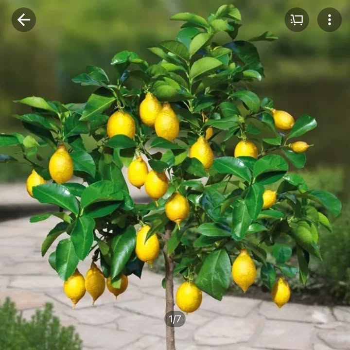 Đất nền Nghĩa Hưng, Nghĩa Đàn 180m² - Khu vực đẹp, sổ đỏ chính chủ!