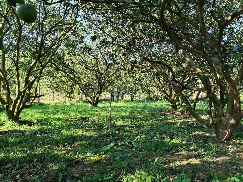 Đất nền Thạnh Phú Vĩnh Cửu 850m² giá 2.8 tỷ - Sổ riêng, đường ôtô