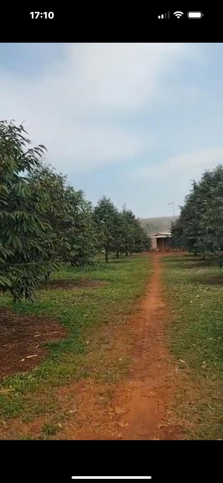 Đất Sầu Riêng Thái 11.217m² ở Phước Tân, Huyện Phú Riềng giá 4.2 tỷ - Đầu tư sinh lời ngay!