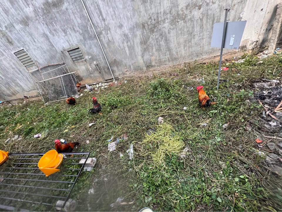 Đất nền 8000m² tại Chiềng Sinh - Sơn La, giá chỉ dưới 10 tỷ - Cơ hội đầu tư tuyệt vời!