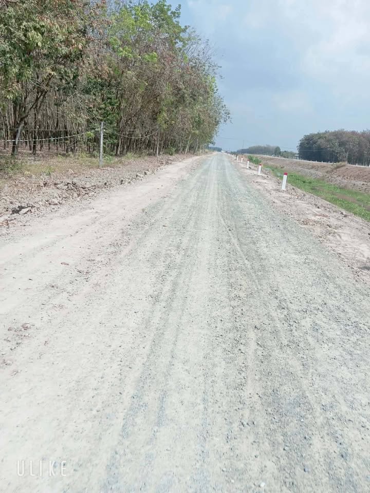 Đất nền 1,5 công mặt tiền đẹp tại xã Thạnh Đông, huyện Tân Châu - Giá chỉ 250 triệu!