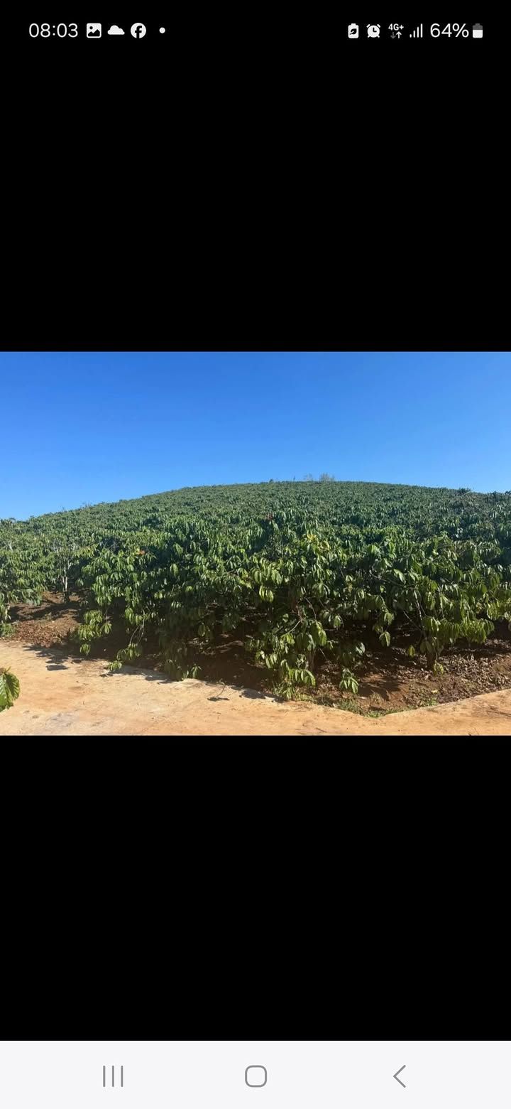 Đất farm 1ha ở Lâm Hà, Lâm Đồng giá 4.5 tỷ - Sổ hồng đầy đủ, thương lượng chính chủ!