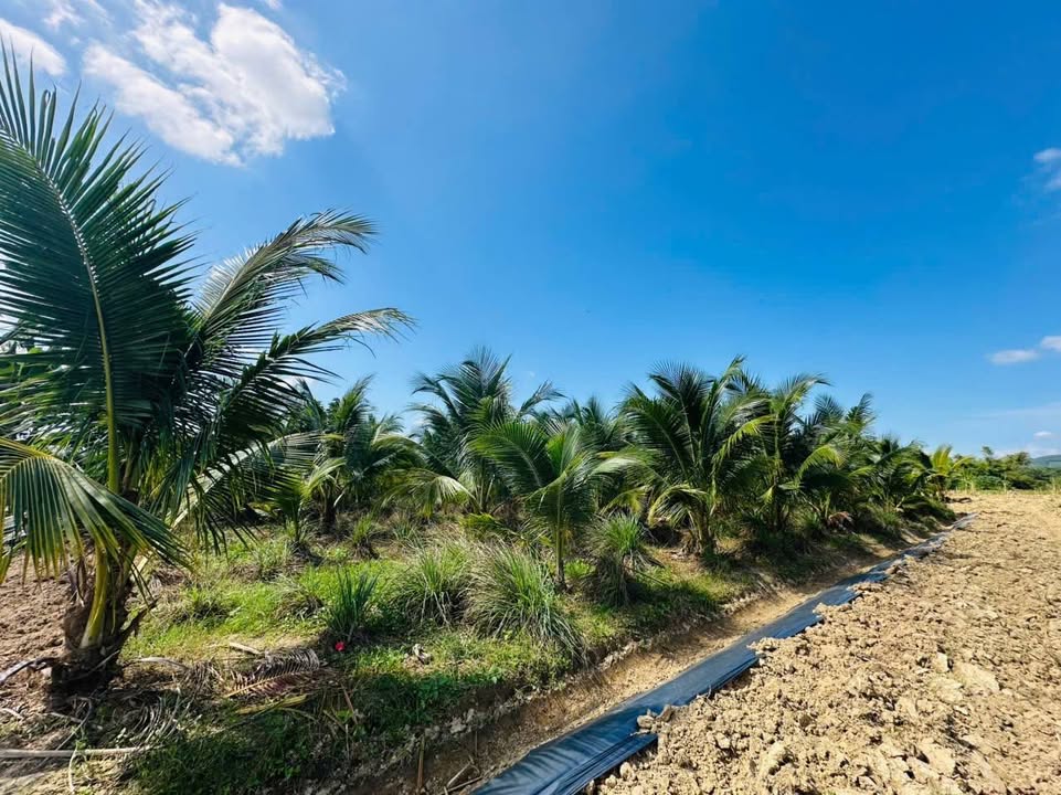 Bán vườn dừa Diên Lâm 1.170m² giá 320 triệu - Đầu tư lý tưởng tại Khánh Hòa!