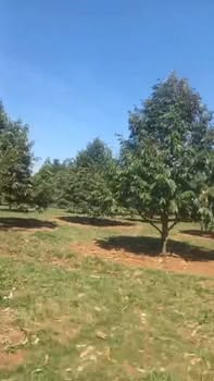 Đất Farm 1.12ha tại Đăng Hà, Bù Đăng - Giá chỉ 4.2 tỷ, Đầu tư sinh lời!