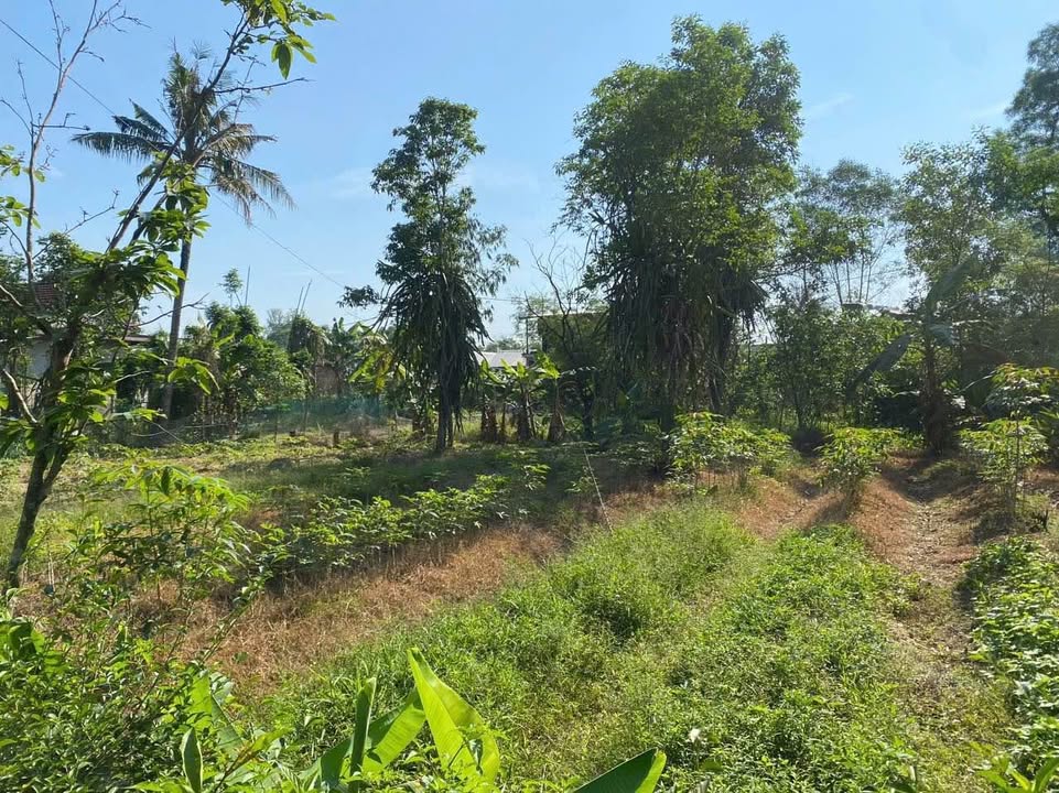 Đất Hương Hồ, TP Huế 500m² giá chỉ 5 triệu/m² - Đầu tư sinh lời ngay!