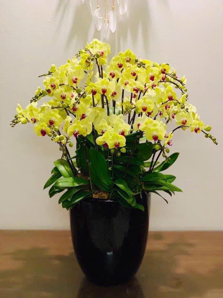 Đất nền thôn Đào Yêu, An Dương 82,5m² giá 1,5 tỷ - Sổ đỏ chính chủ, ô tô vào tận nơi!