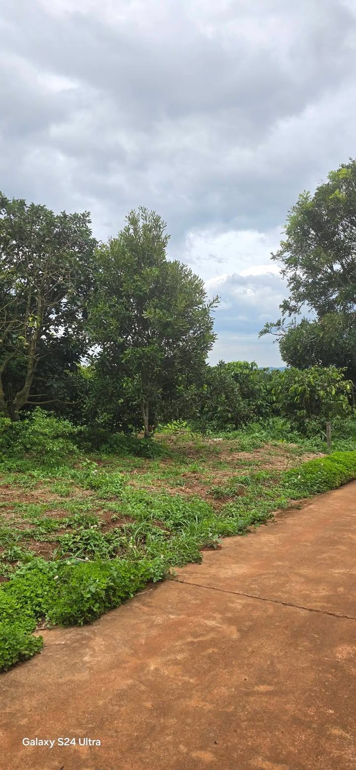 Đất nông nghiệp 3100m² tại Đan Phượng, Lâm Hà - Sổ đỏ chính chủ, giá 2.15 tỷ!