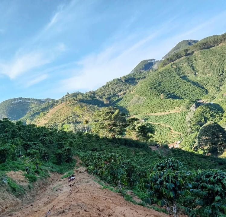 Lô đất cà phê 1,3ha tại Phú Sơn, Lâm Hà - Giá chỉ 1,8 tỷ có thương lượng!