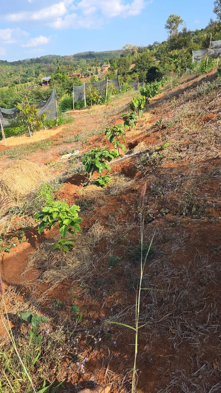 Farm 4ha tại Xã Ea Ngai, Huyện Krông Búk - Giá 123.6 tỷ - Đất đỏ màu mỡ, sẵn cây ăn trái!