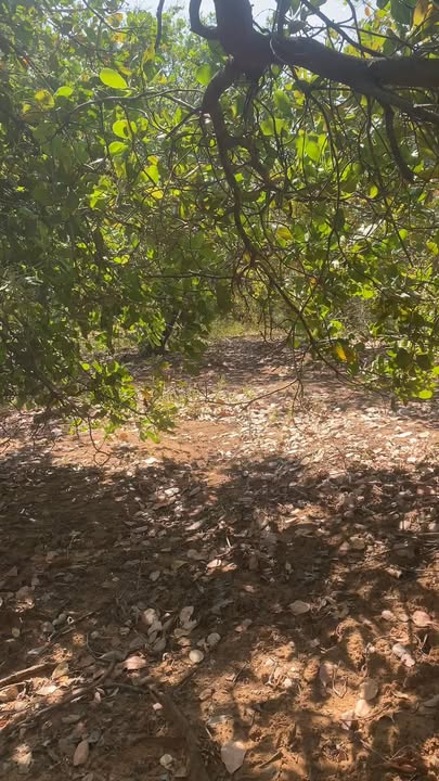 Đất nền 3ha tại Ia Piơr, Chư Prông, Gia Lai giá 1.5 tỷ - Đường bê tông, ô tô vào tận nơi!