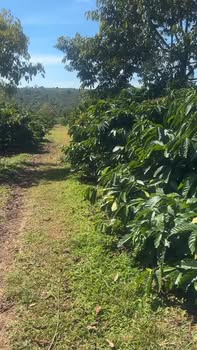 Farm 2ha cà phê tại xã Ea Tân, huyện Krông Năng - Cơ hội đầu tư sinh lời cao!