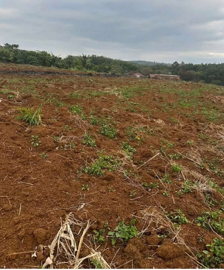 Đất sào Tân Lập, Buôn Ma Thuột 3240m² giá 5.85 tỷ - Cơ hội đầu tư tuyệt vời!