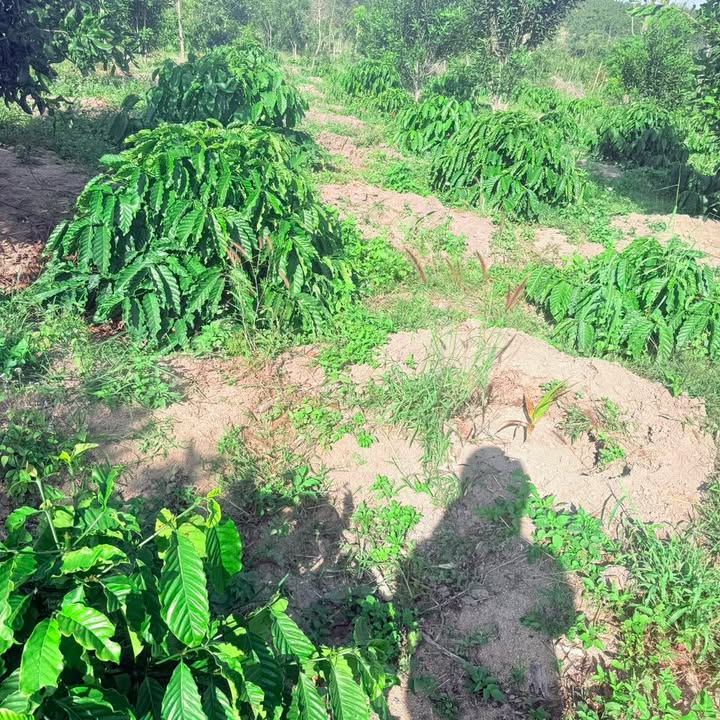 Farm 1,4ha tại Xã Ea Hiao, Huyện Ea H'leo - Giá 1,7 tỷ - Đầu tư sinh lời tốt!