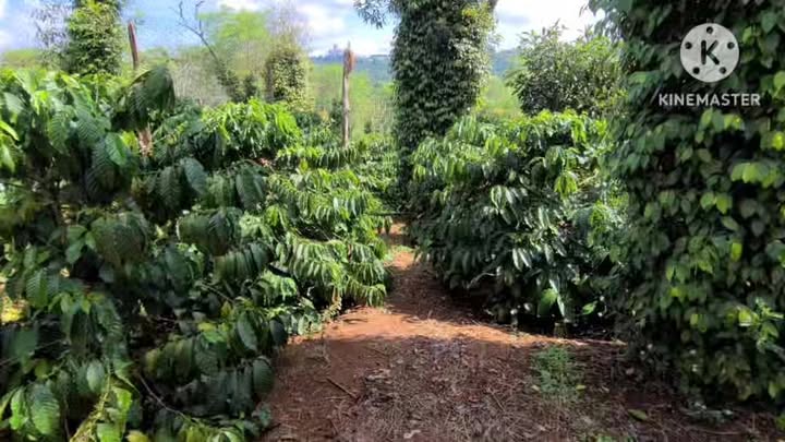 Farm 1.4ha tại xã Thuận Hà, Lâm Đồng giá 4.1 tỷ - Sổ đỏ chính chủ, thu lợi ổn định!