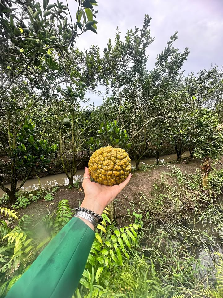 Đất Farm 50.000m² tại Ấp Hiếu Hoà B, Vũng Liêm - Giá chỉ từ 100 triệu!