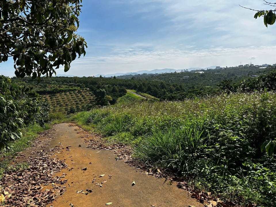 Đất nền Lộc An Bảo Lộc 100m² giá chỉ 395 triệu - Sổ đỏ chính chủ, xây dựng tự do!