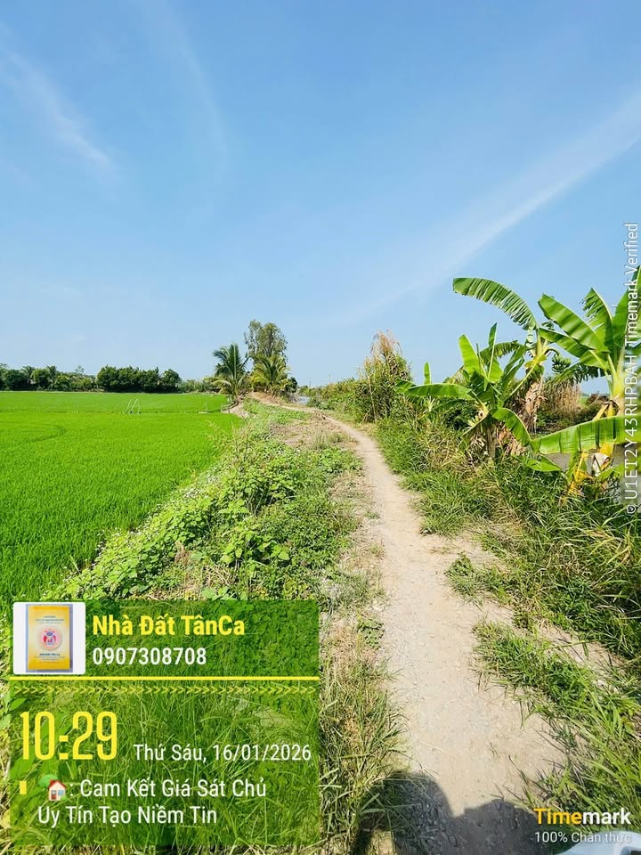 Đất nông nghiệp Xã Bình Thành 8800m² giá 1.584 tỷ - Mặt tiền bờ sáng, thuận lợi nước tưới!