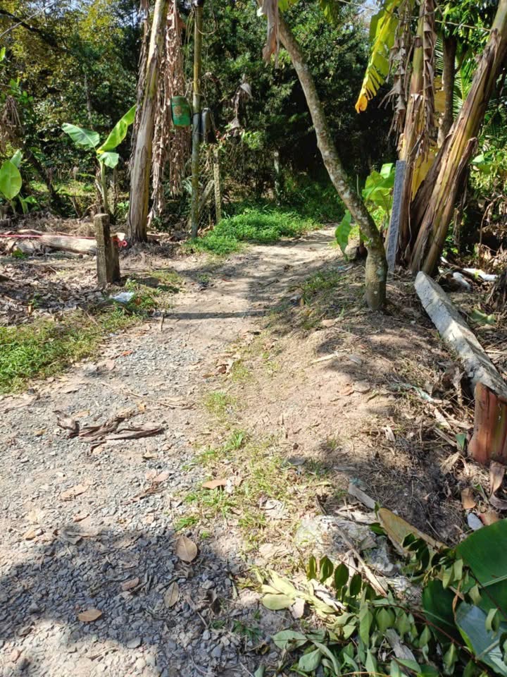 Đất vườn 1 công Sầu Riêng Hiệp Đức 600 triệu - Đầu tư sinh lời tuyệt vời!