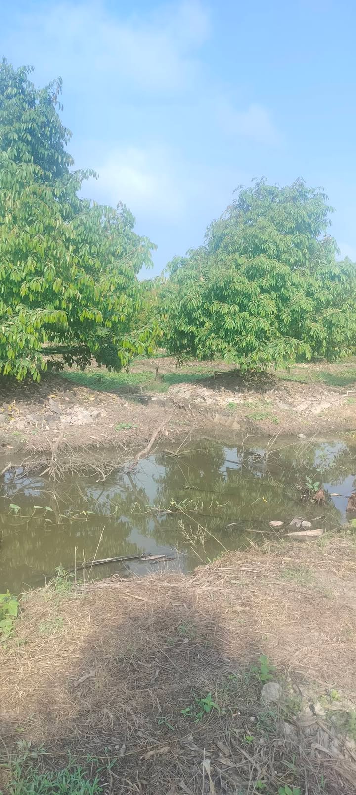 Đất Farm 25 công tại Tây Phú, An Giang - Cập lộ đá mi, giá chỉ 4 tỷ!