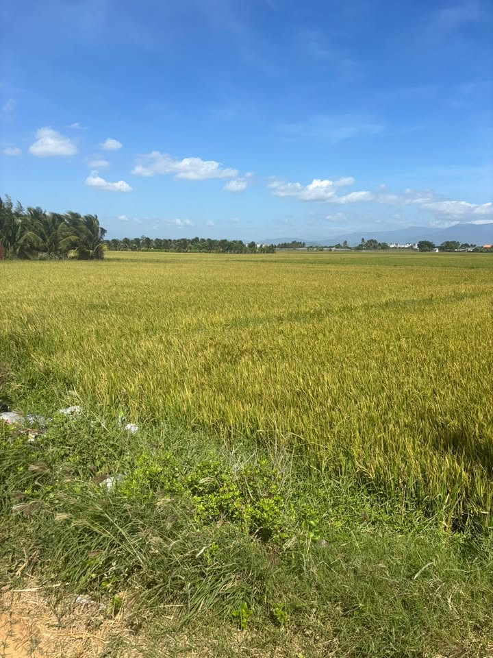 Đất Farm 3500m² xã Mương Mán, giá 1.26 tỷ - Tiềm năng phát triển lớn!