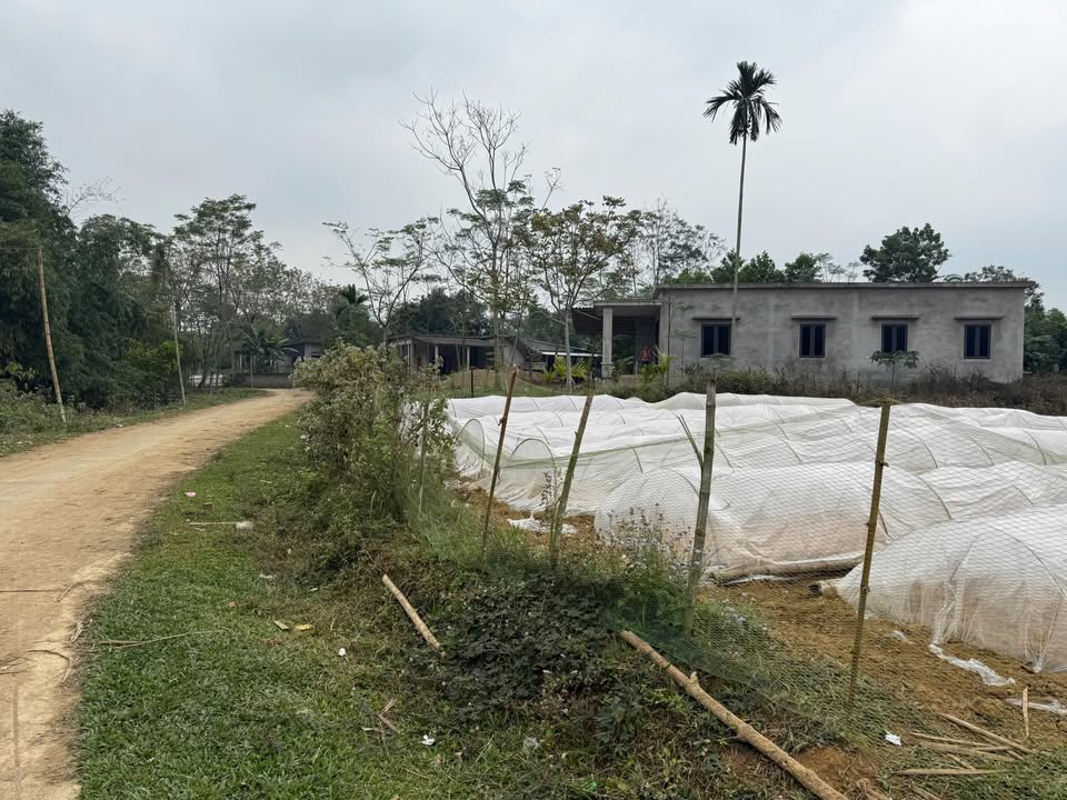 Đất thổ cư 1000m² tại Kim Bôi, Phú Thọ - Lô góc 2 mặt tiền, đầu tư lý tưởng!