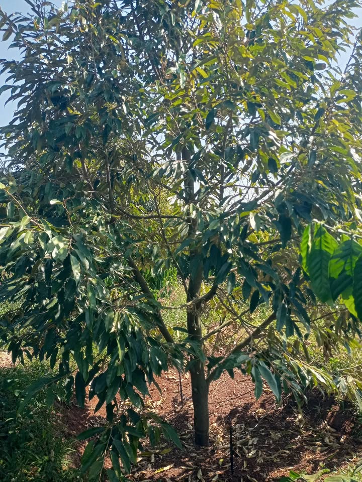 Farm 2,4ha tại xã Ia Kênh, Pleiku - Giá chỉ 6 tỷ, đầu tư sinh lời!