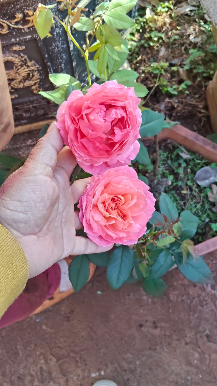 Đất thổ cư Đăk Đoa 275m² giá 430 triệu - Đầu tư lý tưởng tại Gia Lai!