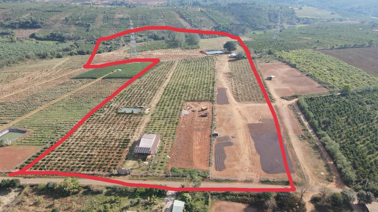 Farm 10.3ha đường nhựa, cách sân bay Pleiku 8km - Giá thỏa thuận hấp dẫn!