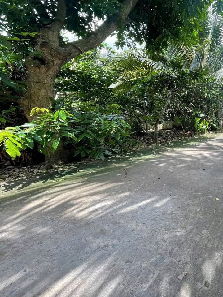 Bán đất thổ cư xã Châu Hưng, huyện Vũng Liêm 199m² giá 550 triệu - Sổ hồng chính chủ!