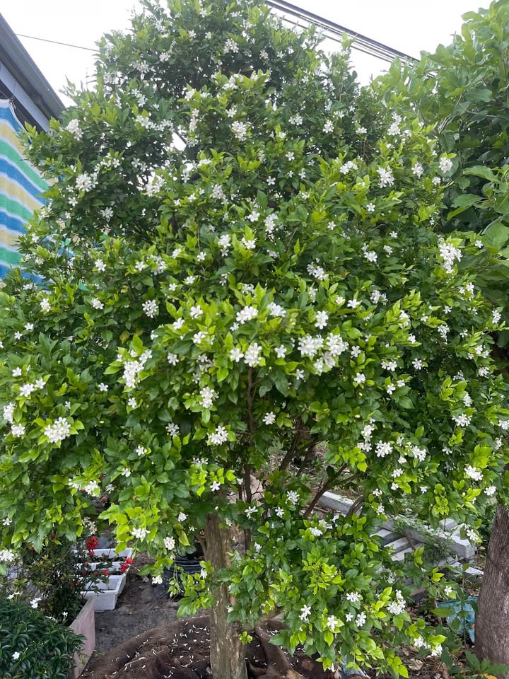 Đất nền Vịnh An Hòa city, Nguyễn Thị Thập, 165m² giá 1.75 tỷ - Lô duy nhất sạch đẹp!