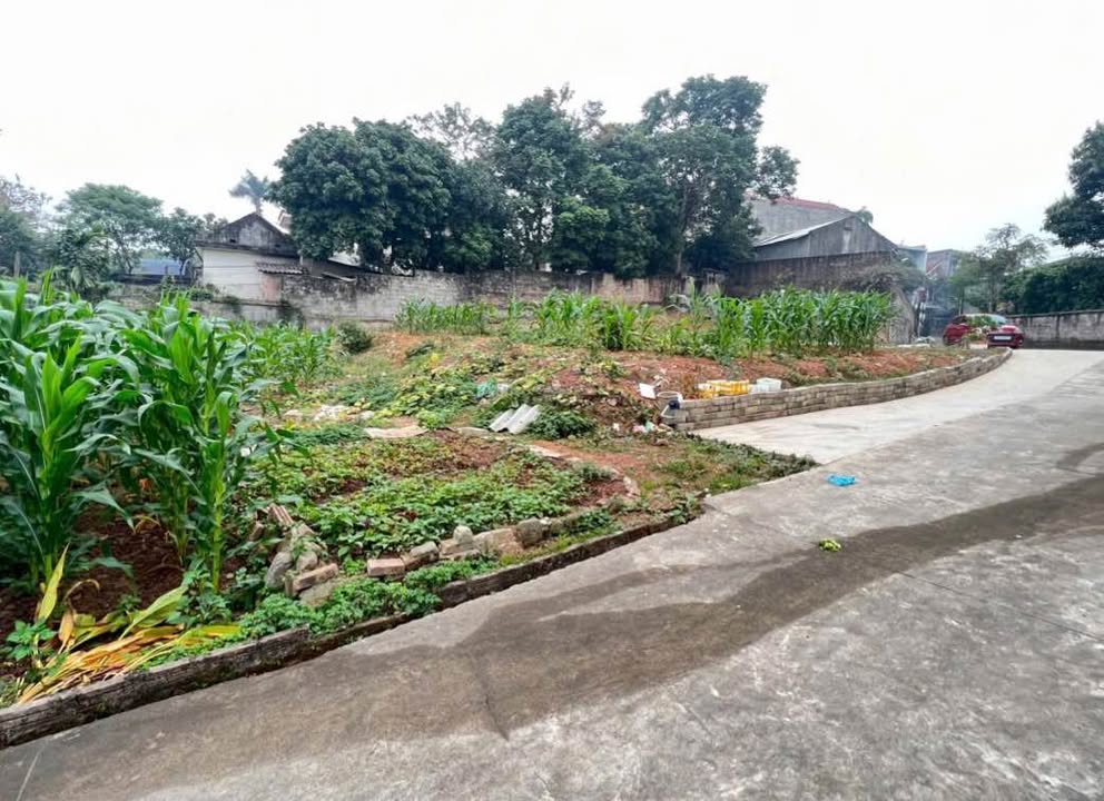 Đất thổ cư 210m² Trục Chính Phú Thái - Giá chỉ 3 tỷ, cơ hội đầu tư tuyệt vời!