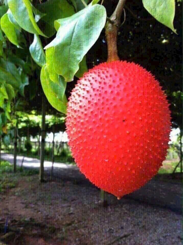 Bán nhà lô góc đường Thái Bình, Phường Quang Trung, 60m² giá 6.2 tỷ - Cơ hội đầu tư tuyệt vời!