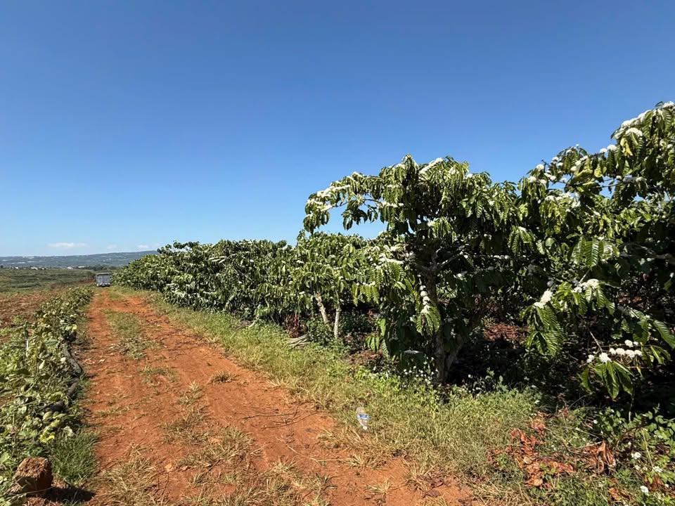 Đất Farm Tân Thông Hội 360m² giá 650 triệu - Đầu tư sinh lời ngay!