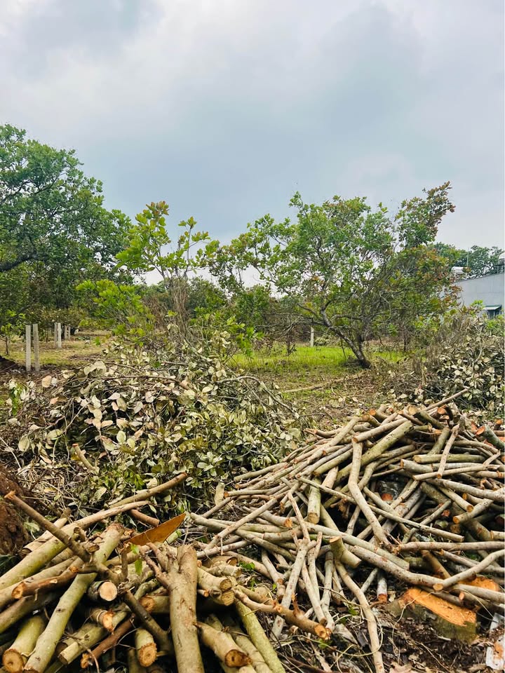 Đất nền 1000m² tại Phú Vinh, Định Quán, Đồng Nai - Giá chỉ 520 triệu!