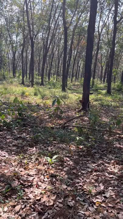 Đất Farm 20ha tại Bù Gia Mập, Bình Phước - Giá chỉ 1.3 tỷ, sổ hồng chính chủ!