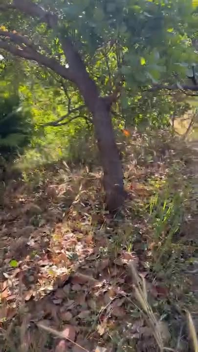 Đất nông nghiệp 6ha tại Thọ Sơn, Bù Đăng - Giá chỉ 400 triệu VND, sổ hồng chính chủ!