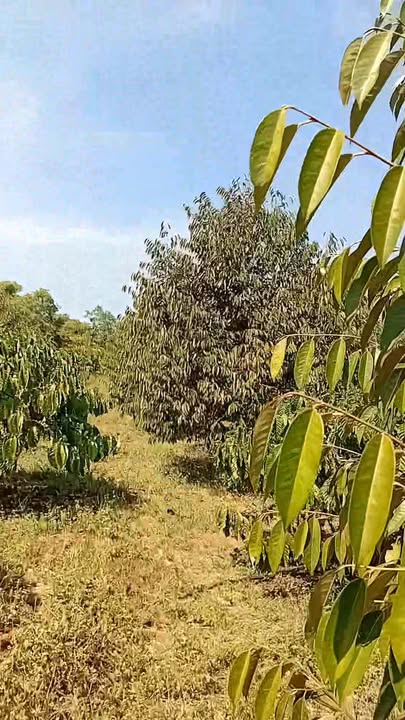 Đất cà phê xen sầu riêng 1,4ha tại Bù Đăng - Giá chỉ 1,4 tỷ VND