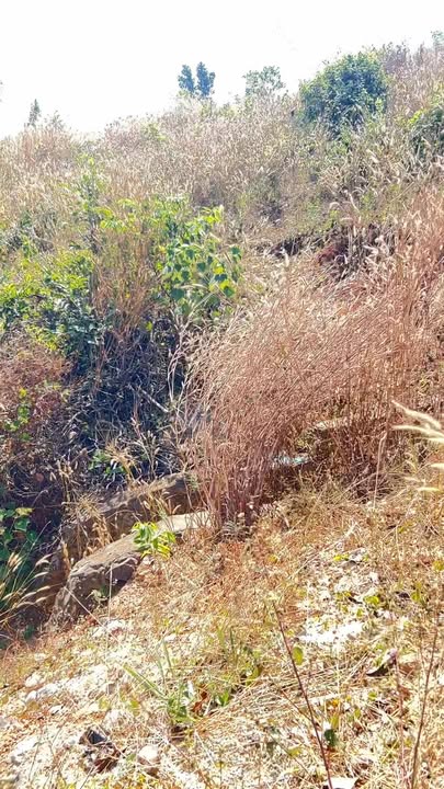 Đất nền 6000m² đường nhựa Thọ Sơn - Giá chỉ 400 triệu, đầu tư siêu lợi nhuận!