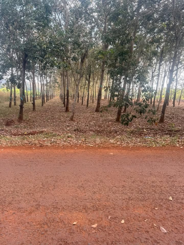 Đất nền Thôn 1, Nghĩa Trung 10000m² giá 2.2 tỷ - Tiềm năng đầu tư lớn!