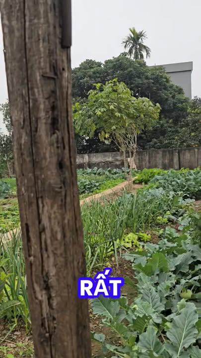 Đất nền 80m² xã Mỹ Thành, huyện Ứng Hòa - Cơ hội đầu tư hiếm có!