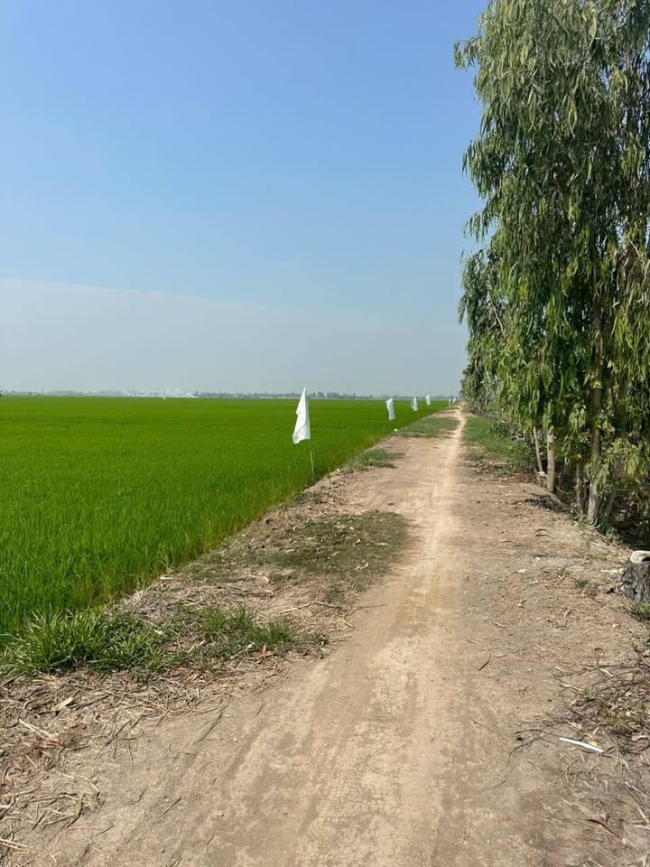 Đất nông nghiệp 58 công tại Phú Đức, Tam Nông, Đồng Tháp - Giá chỉ 72.1 tỷ